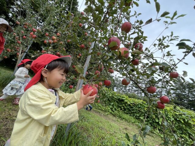 りんご狩り（年長組・年中組）