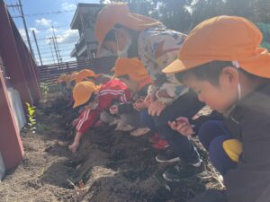 年中　チューリップ植え