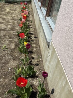 チューリップ🌷